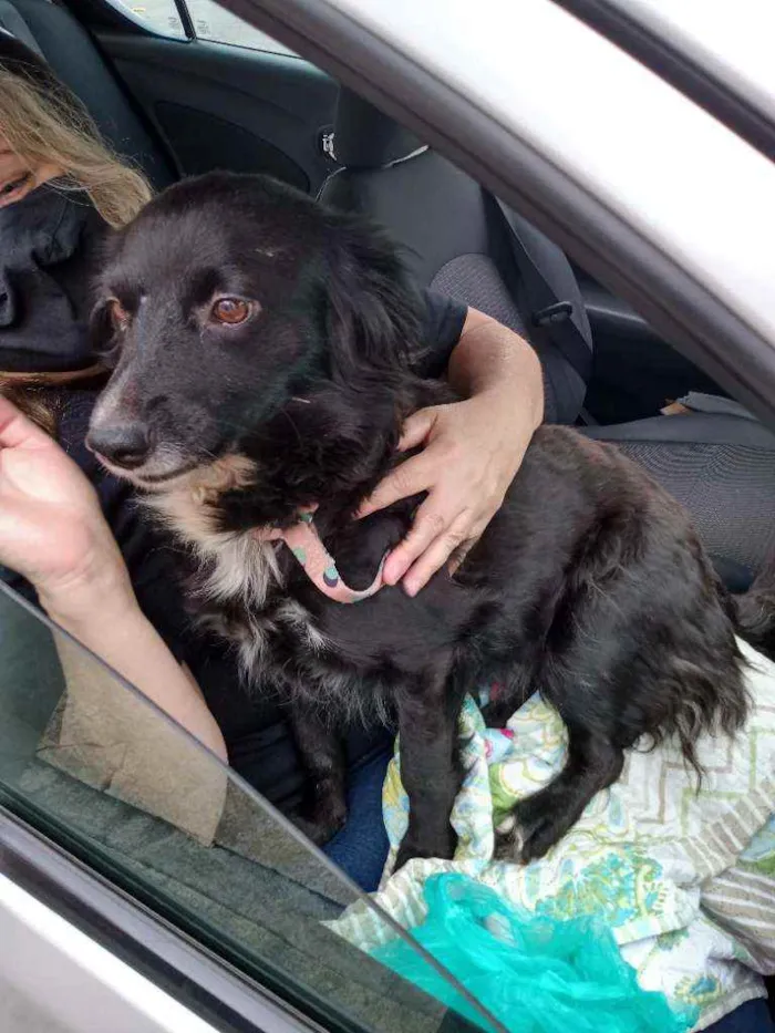 Cachorro ra a SRD idade 1 ano nome Margarida