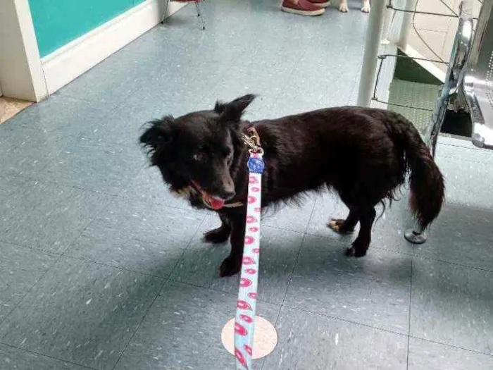 Cachorro ra a SRD idade 1 ano nome Margarida