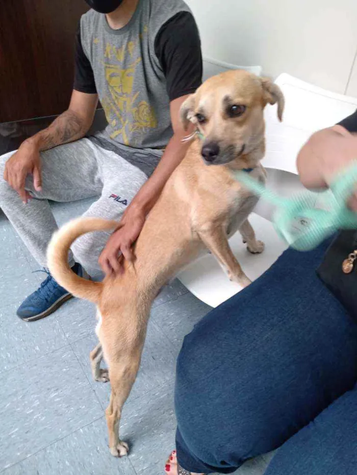 Cachorro ra a SRD idade 1 ano nome Sol