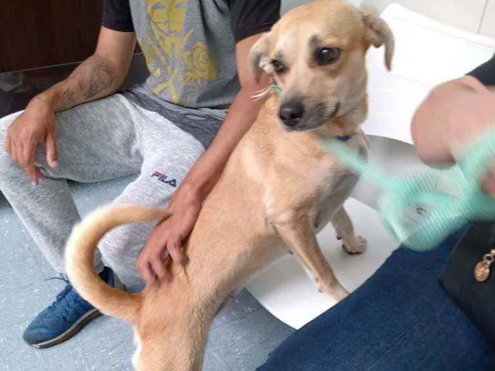 Cachorro ra a SRD idade 1 ano nome Sol