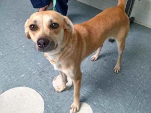 Cachorro raça SRD idade 1 ano nome Sol