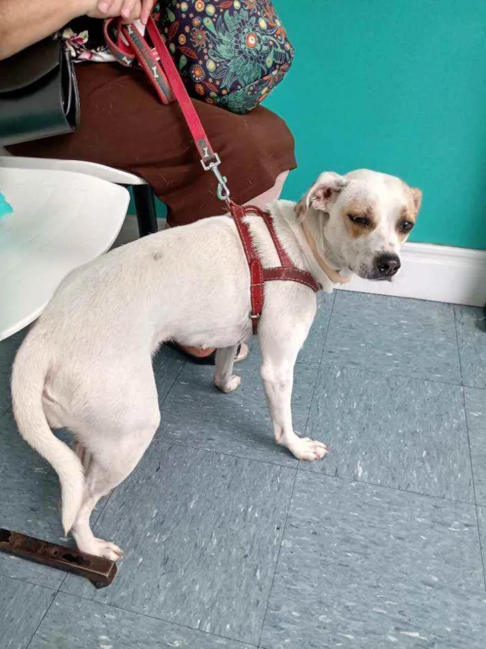 Cachorro raça SRD idade 1 ano nome Lua