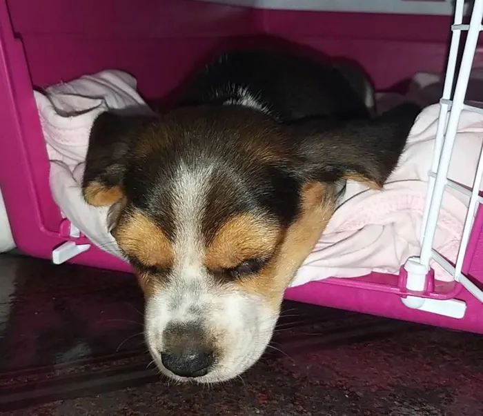 Cachorro ra a Beagle idade Abaixo de 2 meses nome Nina
