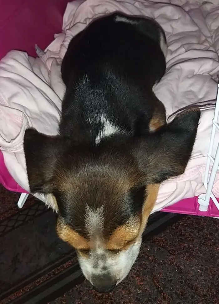 Cachorro ra a Beagle idade Abaixo de 2 meses nome Nina
