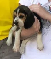Cachorro ra a Beagle idade Abaixo de 2 meses nome Nina