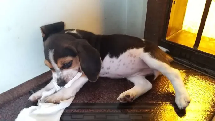Cachorro ra a Beagle idade Abaixo de 2 meses nome Nina