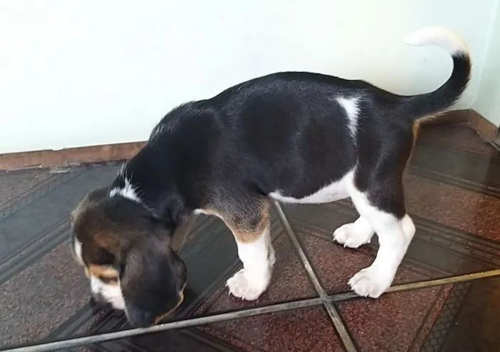 Cachorro ra a Beagle idade Abaixo de 2 meses nome Nina