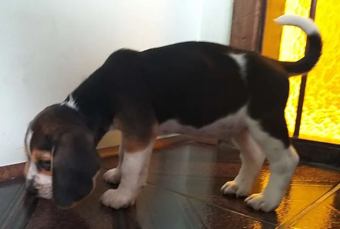 Cachorro ra a Beagle idade Abaixo de 2 meses nome Nina