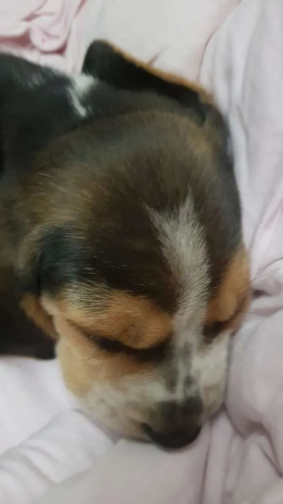 Cachorro ra a Beagle idade Abaixo de 2 meses nome Nina