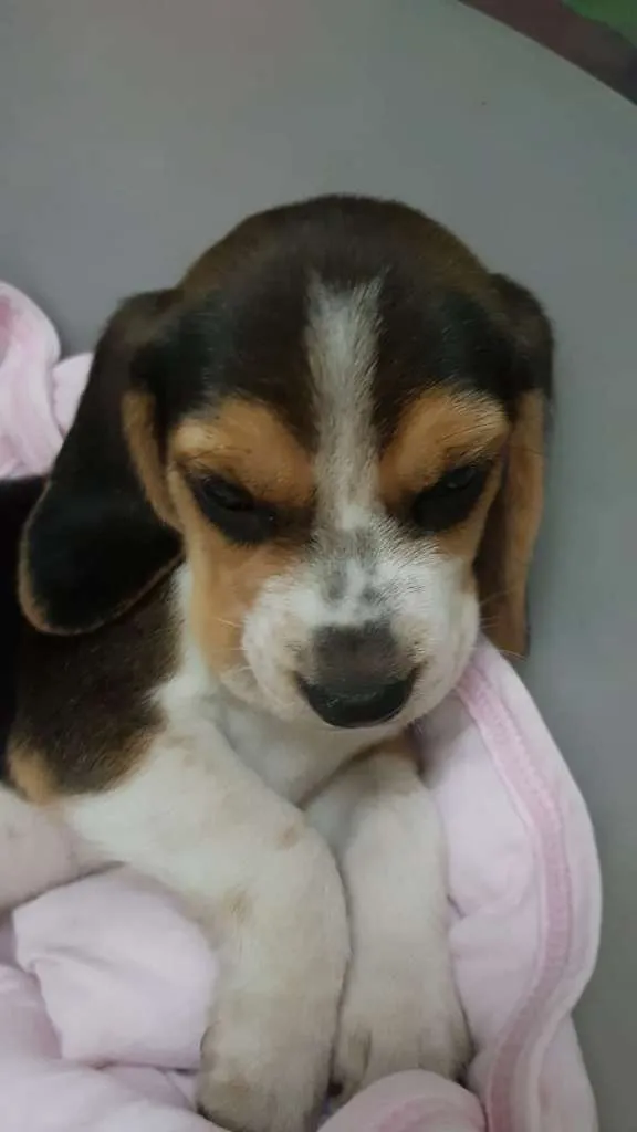 Cachorro ra a Beagle idade Abaixo de 2 meses nome Nina