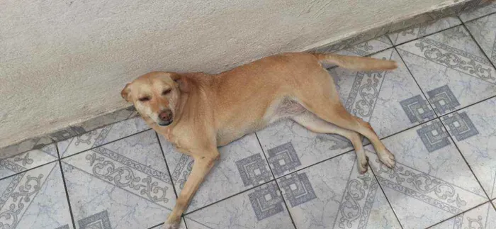 Cachorro ra a Vira-lata idade 4 anos nome Shakira
