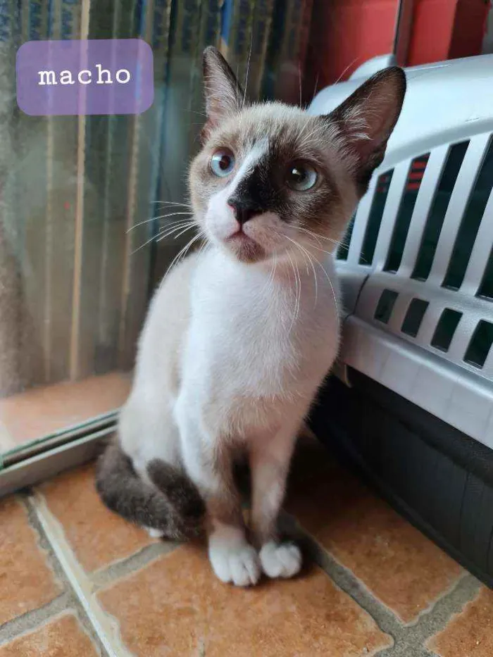 Gato ra a SRD idade 2 a 6 meses nome Tom