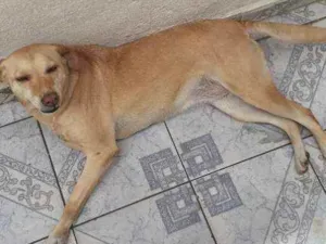 Cachorro raça Vira-lata idade 4 anos nome Shakira