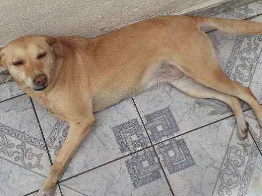 Cachorro ra a Vira-lata idade 4 anos nome Shakira