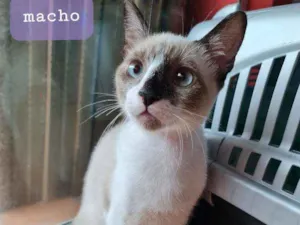 Gato raça SRD idade 2 a 6 meses nome Tom