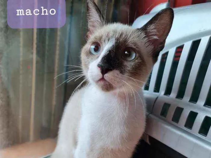 Gato ra a SRD idade 2 a 6 meses nome Tom