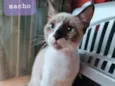 Tom