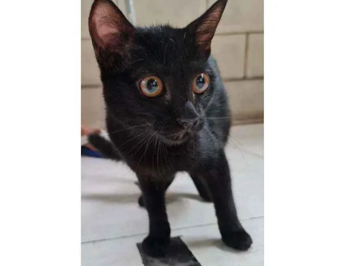 Gato ra a SRD idade 2 a 6 meses nome Lilith