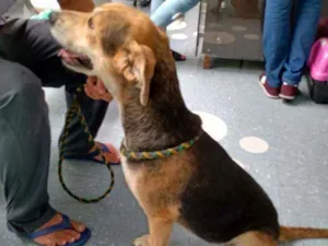 Cachorro raça SRD idade 2 anos nome Jade