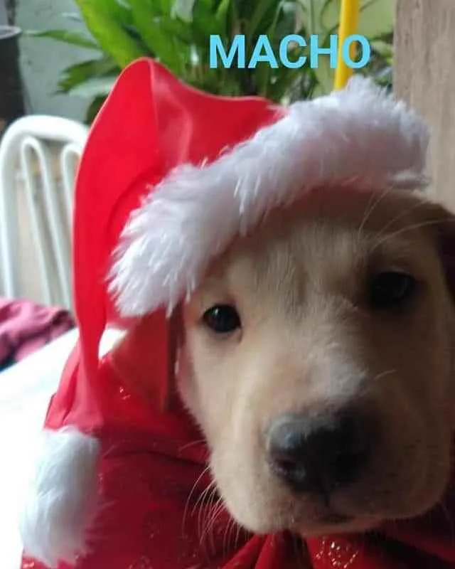 Cachorro ra a SRD idade Abaixo de 2 meses nome Lord