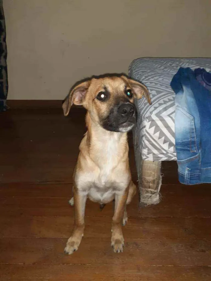 Cachorro ra a SRD idade 2 a 6 meses nome Bob