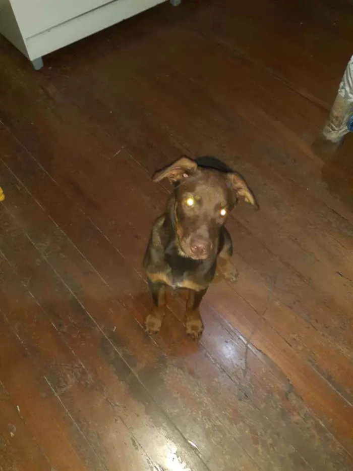Cachorro ra a SRD idade 2 a 6 meses nome Bruce