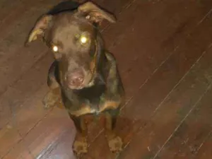 Cachorro raça SRD idade 2 a 6 meses nome Bruce