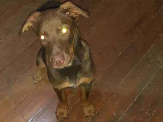 Cachorro ra a SRD idade 2 a 6 meses nome Bruce