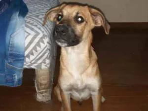 Cachorro raça SRD idade 2 a 6 meses nome Bob