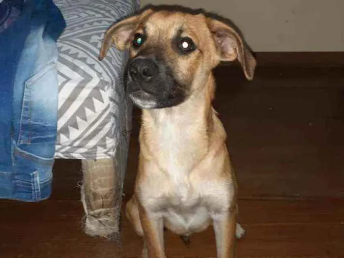 Cachorro ra a SRD idade 2 a 6 meses nome Bob