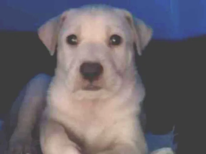 Cachorro ra a SRD idade Abaixo de 2 meses nome Lord