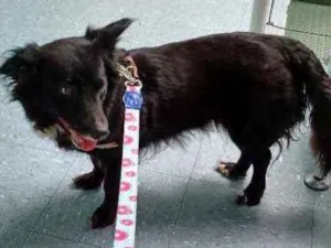 Cachorro raça SRD idade 1 ano nome Margarida