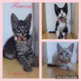 Gatinhas fêmeas