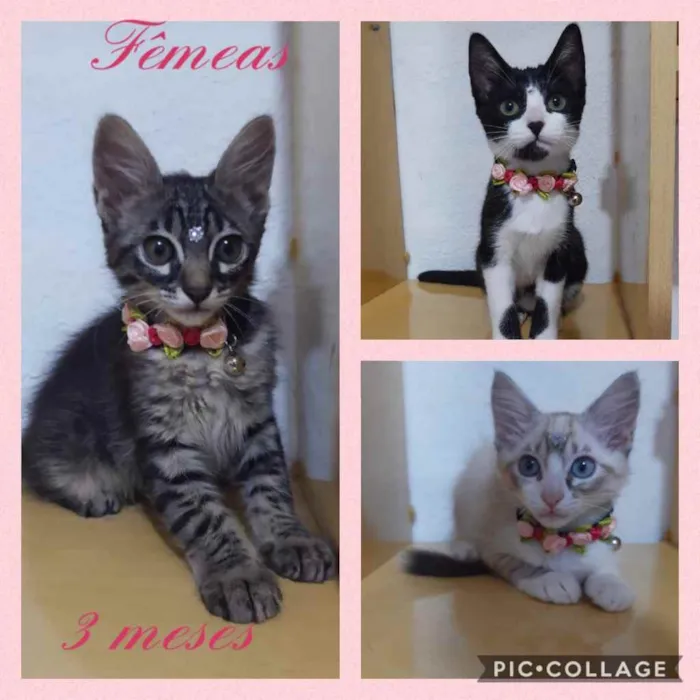 Gato ra a Srd idade 2 a 6 meses nome Gatinhas fêmeas