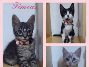Gato raça Srd idade 2 a 6 meses nome Gatinhas fêmeas 