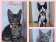 Gatinhas fêmeas