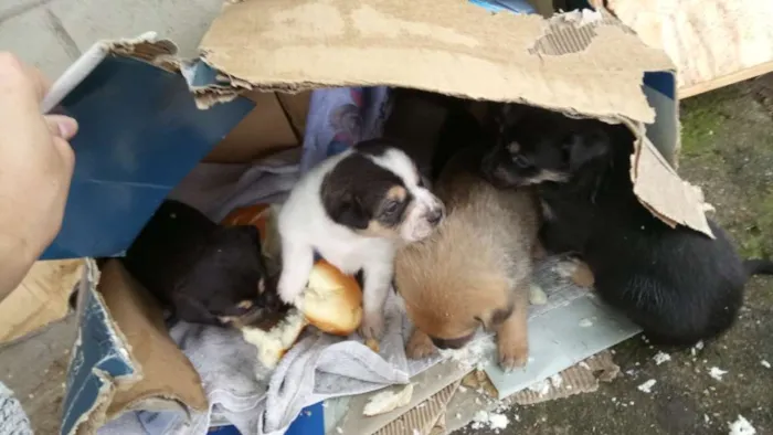 Cachorro ra a SRD-ViraLata idade Abaixo de 2 meses nome Benjamin