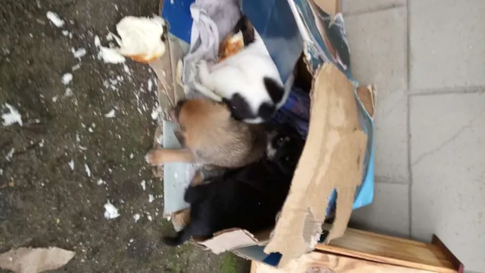 Cachorro ra a SRD-ViraLata idade Abaixo de 2 meses nome Benjamin