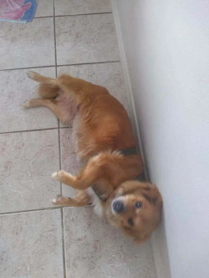 Cachorro ra a Sem raça definida idade 6 ou mais anos nome Mel