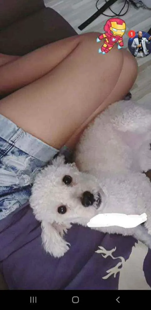 Cachorro ra a Poodlo branco idade 1 ano nome Tony