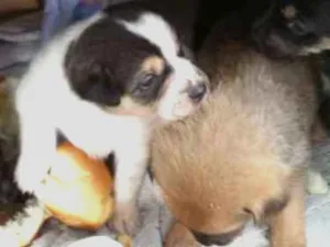 Cachorro raça SRD-ViraLata idade Abaixo de 2 meses nome Benjamin