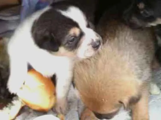 Cachorro ra a SRD-ViraLata idade Abaixo de 2 meses nome Benjamin