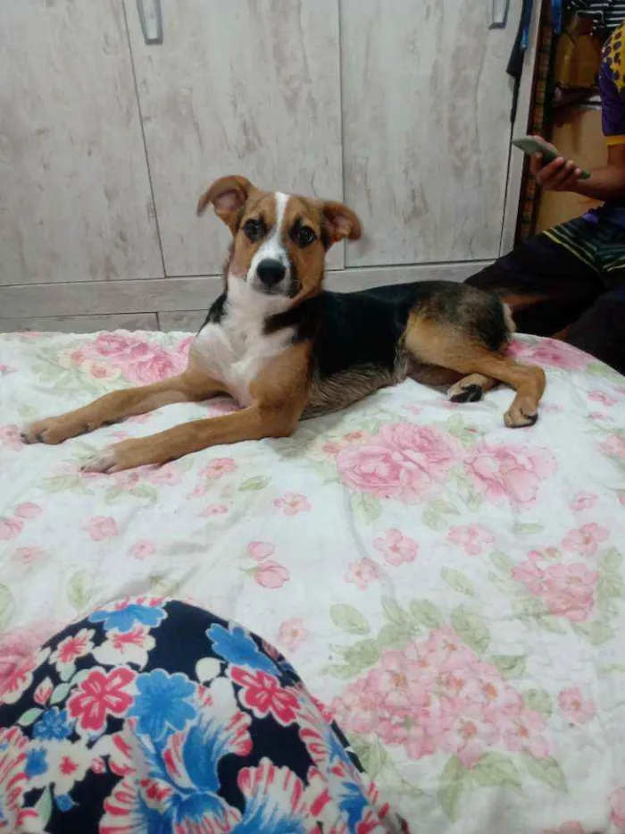 Cachorro ra a Vira lata  idade 2 a 6 meses nome Dora