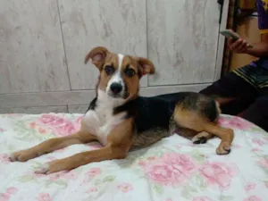 Cachorro raça Vira lata  idade 2 a 6 meses nome Dora