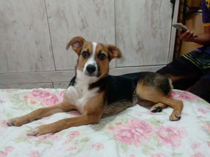 Cachorro ra a Vira lata  idade 2 a 6 meses nome Dora