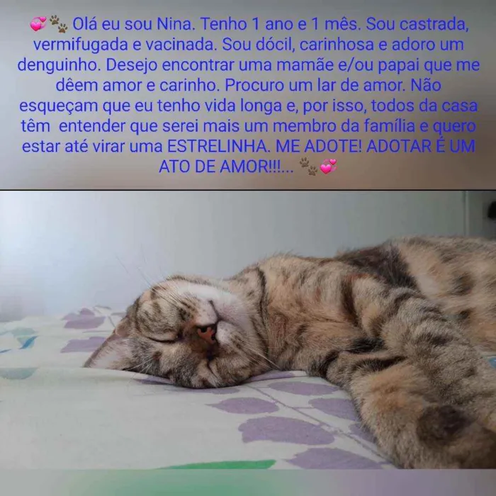 Gato raça Sem raça definida  idade 1 ano nome Nina