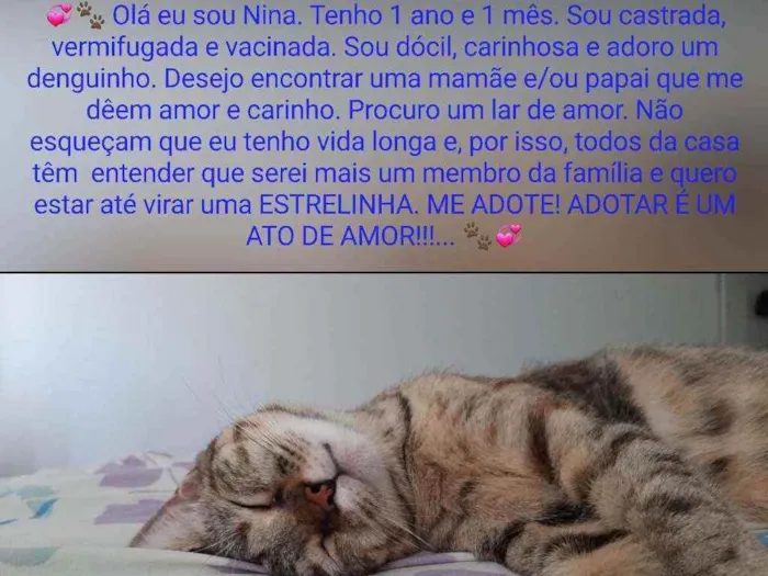 Gato raça Sem raça definida  idade 1 ano nome Nina