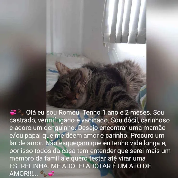 Gato raça Sem raça definida  idade 1 ano nome Rimeu