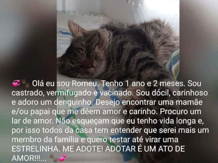 Gato raça Sem raça definida  idade 1 ano nome Rimeu