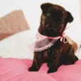 Lulu